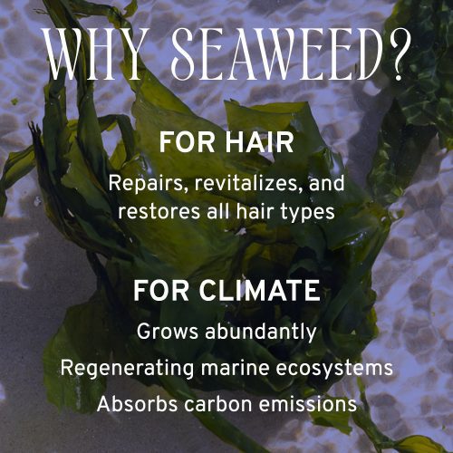 Seaweed 1000x1500 11feee1e 5611 436f 9bc5 e75154ac3db2