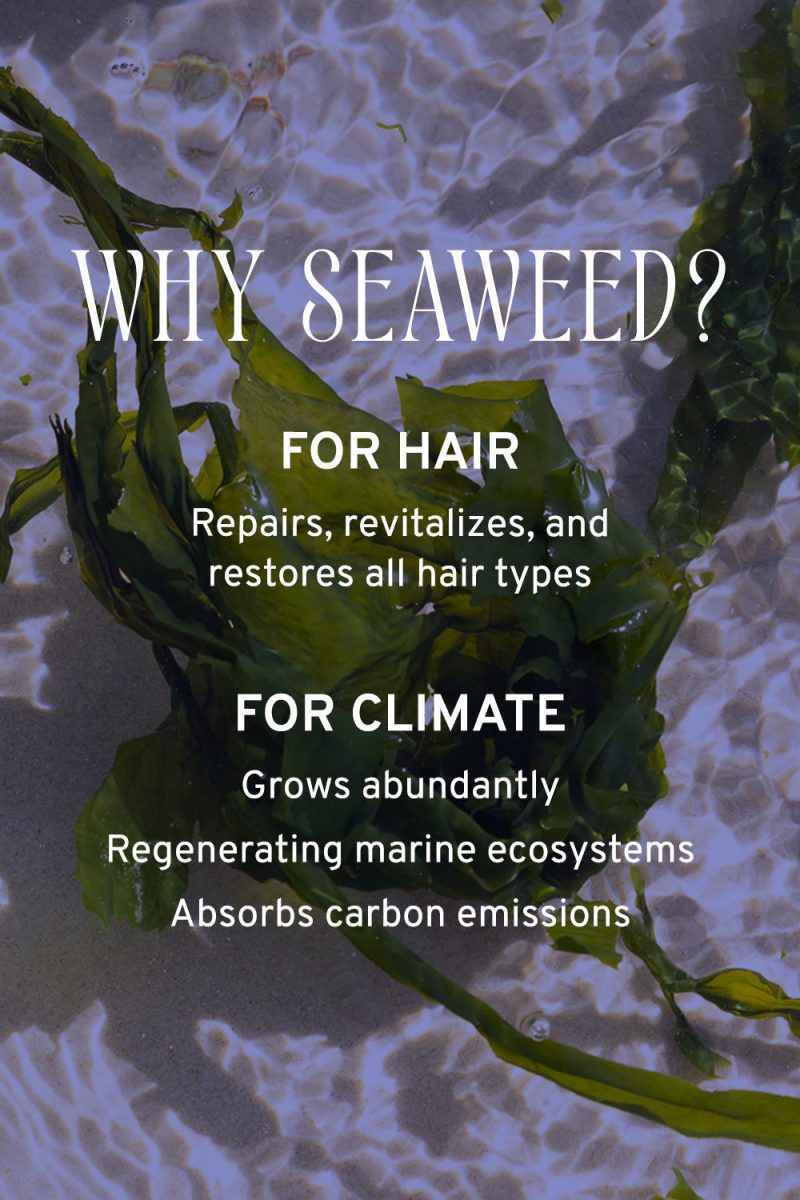 Seaweed 1000x1500 3d0f7190 95ec 456a 8928 08a4eb051278