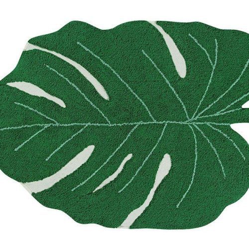 c monstera 1 1